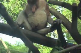 Домашний ролик